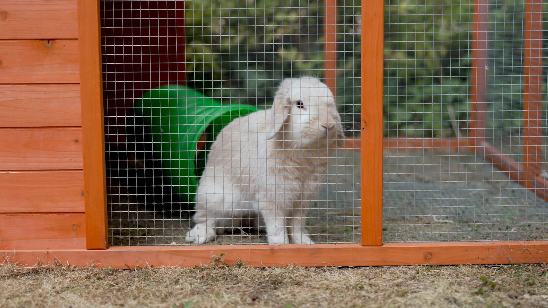A resident enjoying time with a pet rabbit in the care home garden.